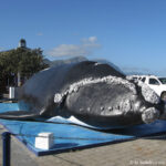 Sudafrica: Hermanus Consulenza viaggio Sudafrica