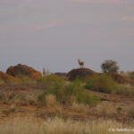 Sudafrica: Augrabies Falls NP Consulenza viaggio Sudafrica