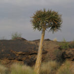 Sudafrica: Augrabies Falls NP Consulenza viaggio Sudafrica