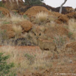 Sudafrica: Augrabies Falls NP Consulenza viaggio Sudafrica