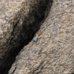 Sudafrica: Augrabies Falls NP Consulenza viaggio Sudafrica