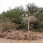 Sudafrica: Augrabies Falls NP Consulenza viaggio Sudafrica
