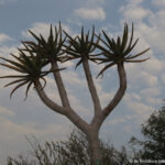 Sudafrica: Augrabies Falls NP Consulenza viaggio Sudafrica