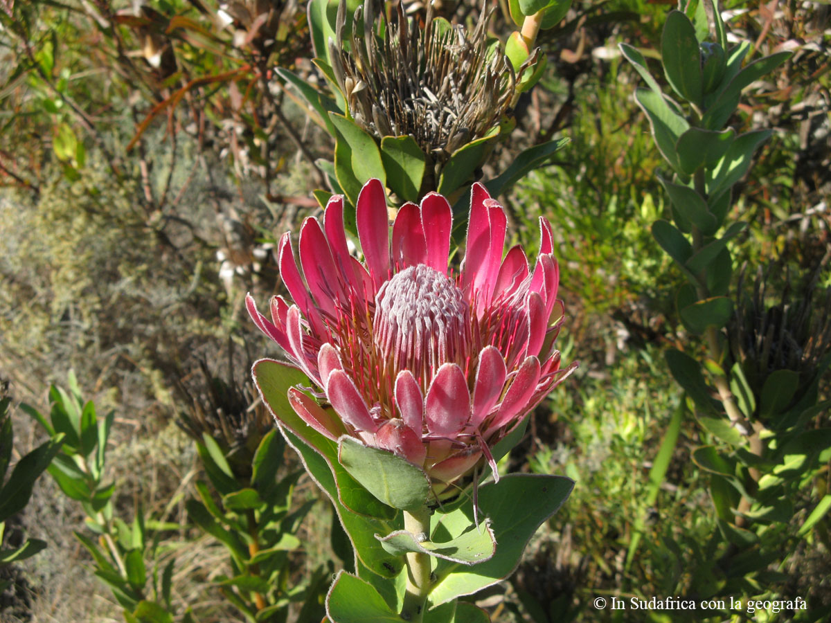 Sudafrica: Hemel-en-Aarde Valley Consulenza viaggio Sudafrica