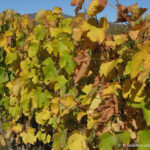 Sudafrica: Hemel-en-Aarde Valley Consulenza viaggio Sudafrica