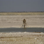 Namibia: Etosha NP Consulenza viaggio Sudafrica