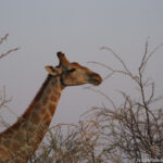 Namibia: Etosha NP Consulenza viaggio Sudafrica