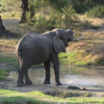 Sudafrica: Tembe Elephant Park Consulenza viaggio Sudafrica