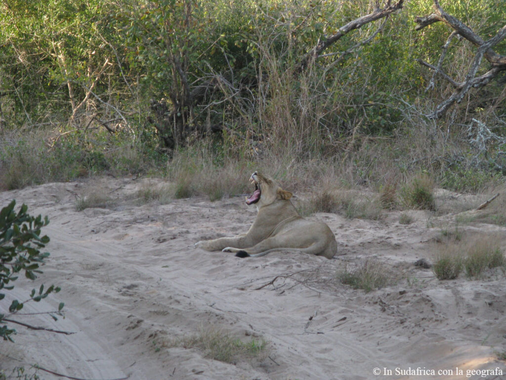 Sudafrica: Tembe Elephant Park Consulenza viaggio Sudafrica