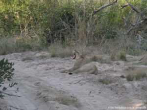 Sudafrica: Tembe Elephant Park Consulenza viaggio Sudafrica