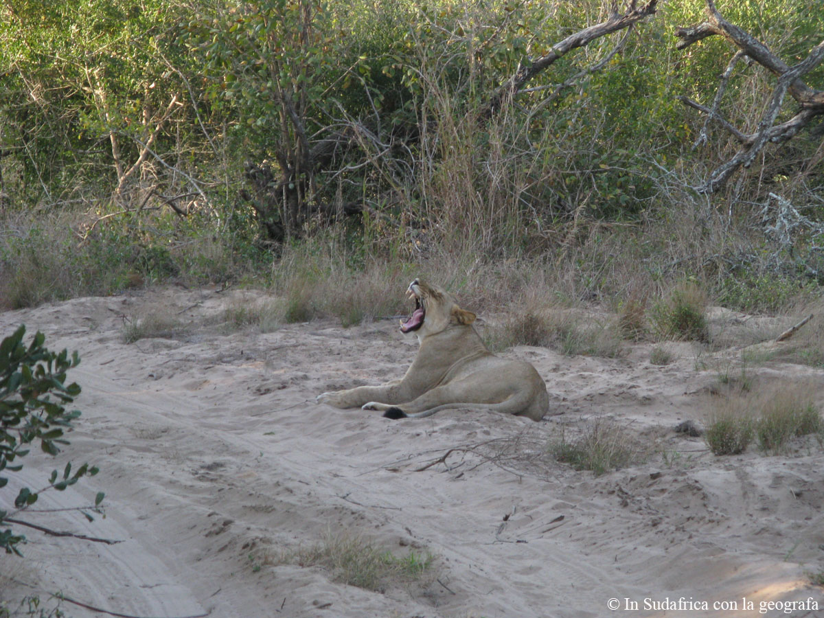 Sudafrica: Tembe Elephant Park Consulenza viaggio Sudafrica
