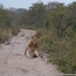 Sudafrica: Tembe Elephant Park Consulenza viaggio Sudafrica