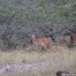 Sudafrica: Tembe Elephant Park Consulenza viaggio Sudafrica