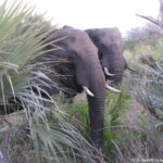 Sudafrica: Tembe Elephant Park Consulenza viaggio Sudafrica