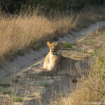 Sudafrica: Tembe Elephant Park Consulenza viaggio Sudafrica