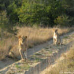 Sudafrica: Tembe Elephant Park Consulenza viaggio Sudafrica