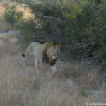 Sudafrica: Tembe Elephant Park Consulenza viaggio Sudafrica