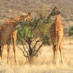 Kenya: Samburu NR Consulenza viaggio Sudafrica