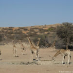 Sudafrica: Kgalagadi TP Consulenza viaggio Sudafrica