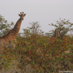 Sudafrica: Kruger NP Consulenza viaggio Sudafrica