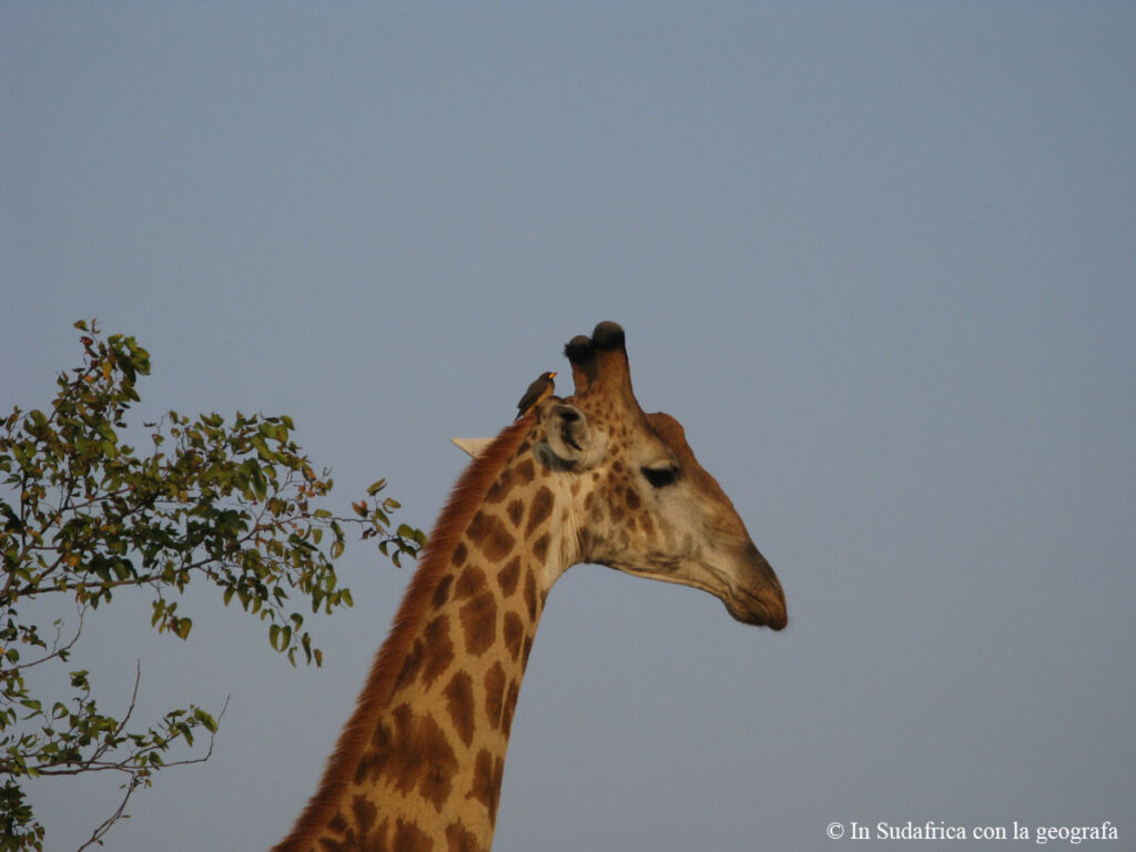 Sudafrica: Kruger NP Consulenza viaggio Sudafrica