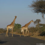 Sudafrica: Kruger NP Consulenza viaggio Sudafrica