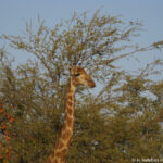 Sudafrica: Kruger NP Consulenza viaggio Sudafrica