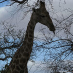 Sudafrica: Kruger NP Consulenza viaggio Sudafrica