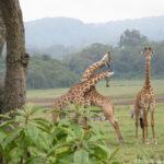 Tanzania: Arusha NP Consulenza viaggio Sudafrica