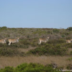 Sudafrica: West Coast NP Consulenza viaggio Sudafrica