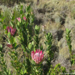 Sudafrica: Hemel en Aarde Valley Consulenza viaggio Sudafrica