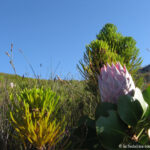 Sudafrica: Green Mountain Trail Consulenza viaggio Sudafrica