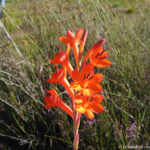 Sudafrica: Green Mountain Trail - La Watsonia schlechteri della famiglia delle Iridaceae Consulenza viaggio Sudafrica