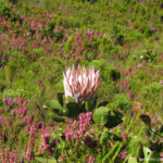 Sudafrica: Green Mountain Trail Consulenza viaggio Sudafrica