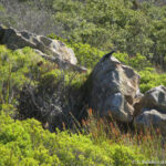 Sudafrica: Table Mountain NP, nei pressi del Capo di Buona Speranza Consulenza viaggio Sudafrica