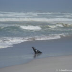 Sudafrica: West Coast NP Consulenza viaggio Sudafrica