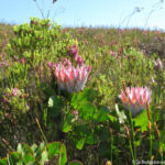 Sudafrica: Green Mountain Trail - La King Protea, specie tipica del fynbos Consulenza viaggio Sudafrica