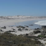 Sudafrica: West Coast NP Consulenza viaggio Sudafrica