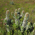 Sudafrica: Green Mountain Trail Consulenza viaggio Sudafrica