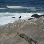 Sudafrica: West Coast NP Consulenza viaggio Sudafrica