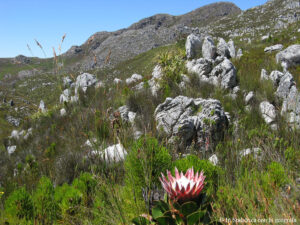 Sudafrica: Green Mountain Trail - La King Protea, specie tipica del fynbos Consulenza viaggio Sudafrica