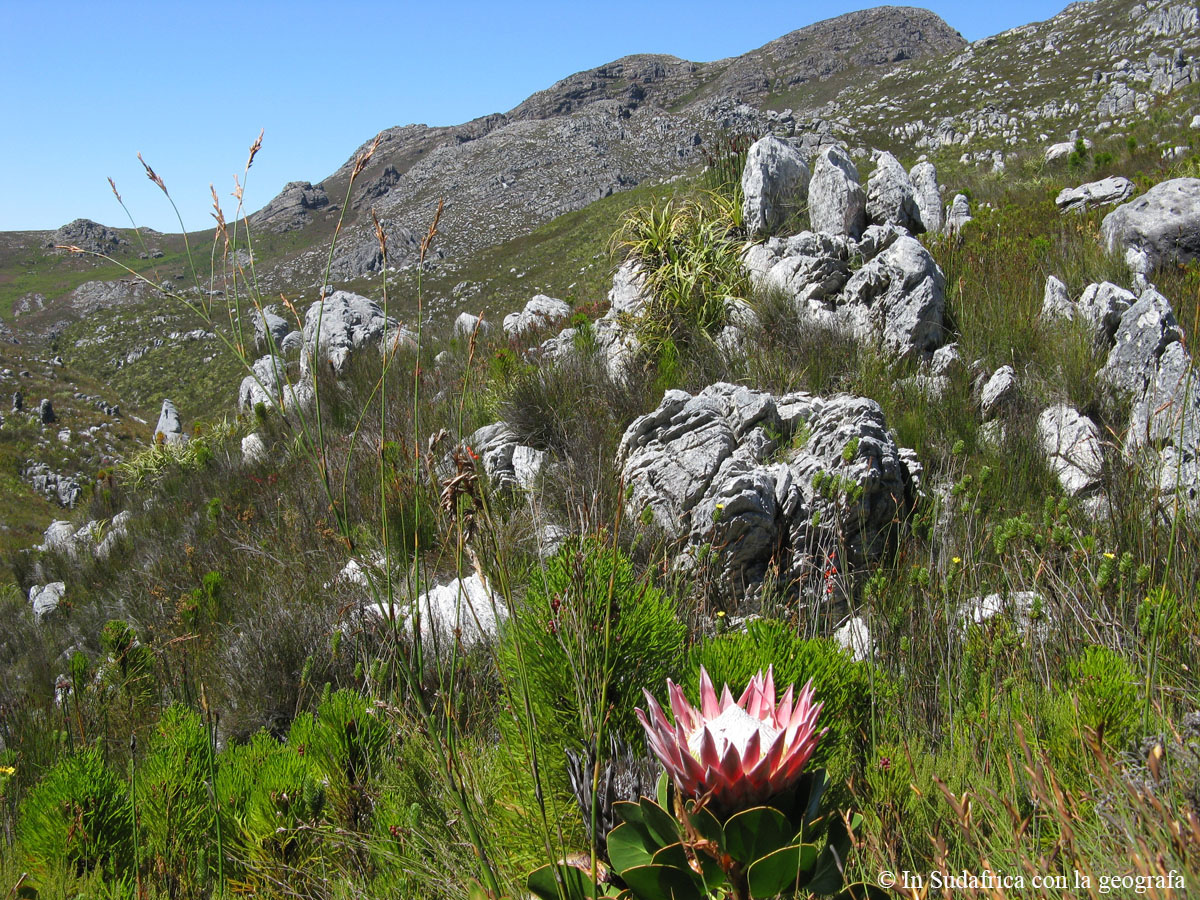 Sudafrica: Green Mountain Trail - La King Protea, specie tipica del fynbos Consulenza viaggio Sudafrica