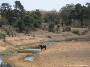 Sudafrica: Kruger NP Consulenza viaggio Sudafrica