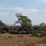 Sudafrica: Kruger NP Consulenza viaggio Sudafrica