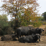 Sudafrica: Kruger NP Consulenza viaggio Sudafrica