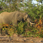 Sudafrica: Kruger NP Consulenza viaggio Sudafrica