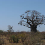 Sudafrica: Kruger NP Consulenza viaggio Sudafrica