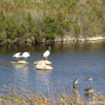Sudafrica: West Coast NP Consulenza viaggio Sudafrica