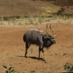 Sudafrica: Kruger NP Consulenza viaggio Sudafrica