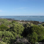 Sudafrica: Il fynbos nei pressi dell'Agulhas Rest Camp vicino a Cape Agulhas Consulenza viaggio Sudafrica